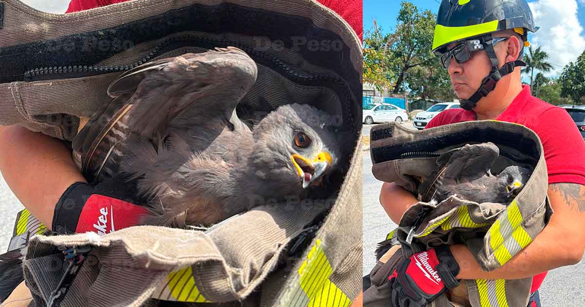 🚨 Bomberos Cancún rescata a un águila herida en el camellón de la avenida Costa Maya de #Cancún.  depeso.com/quintana-roo/c…