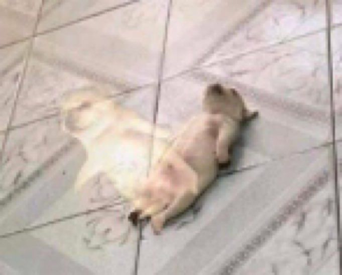 E engraçado que quando sempre tô ficando bêbado e porque eu não comi direito no dia dia, tenho esse talento pelo visto.