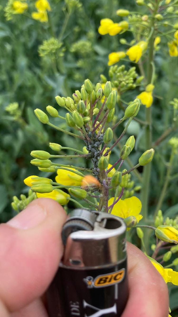 OlivierCOSTE2's tweet image. #JDCJDR,avec l’arrêt en 2028 de l’une des solutions sur des pois et les autres cultures du #PlanProtéines.
Sais-tu @BONNIN1402,si les #Agricultures auront des nouveaux ⚒️ dans leurs 🧰  ?