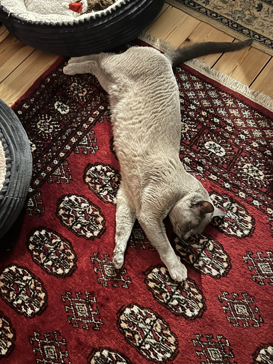 Flossie ❤️ Kringle tweet media