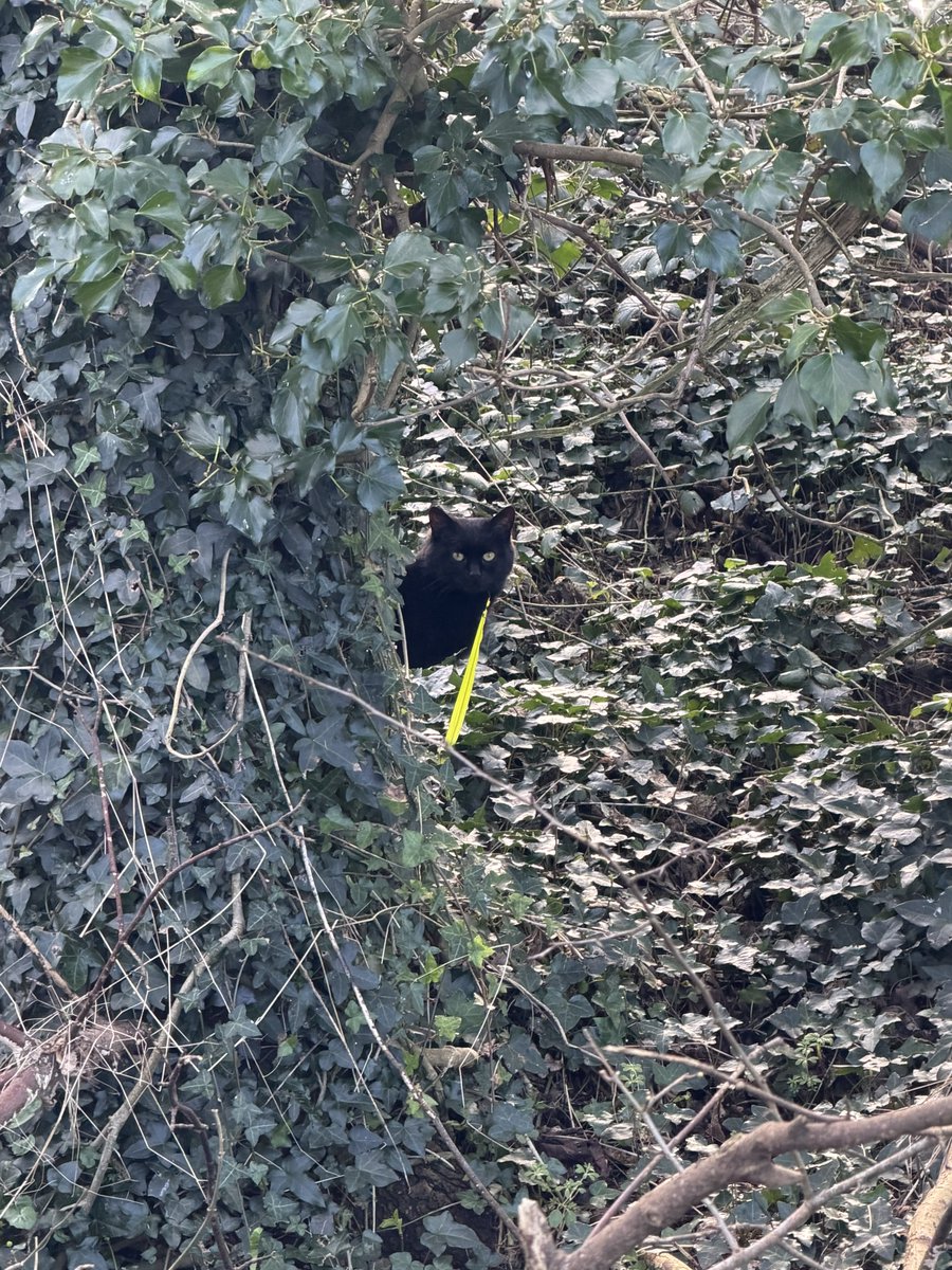 🐛🌷Dean🦋🪴 tweet media