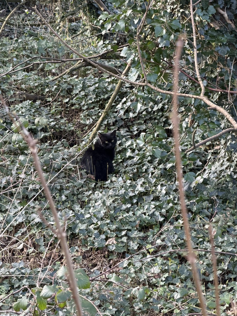 🐛🌷Dean🦋🪴 tweet media