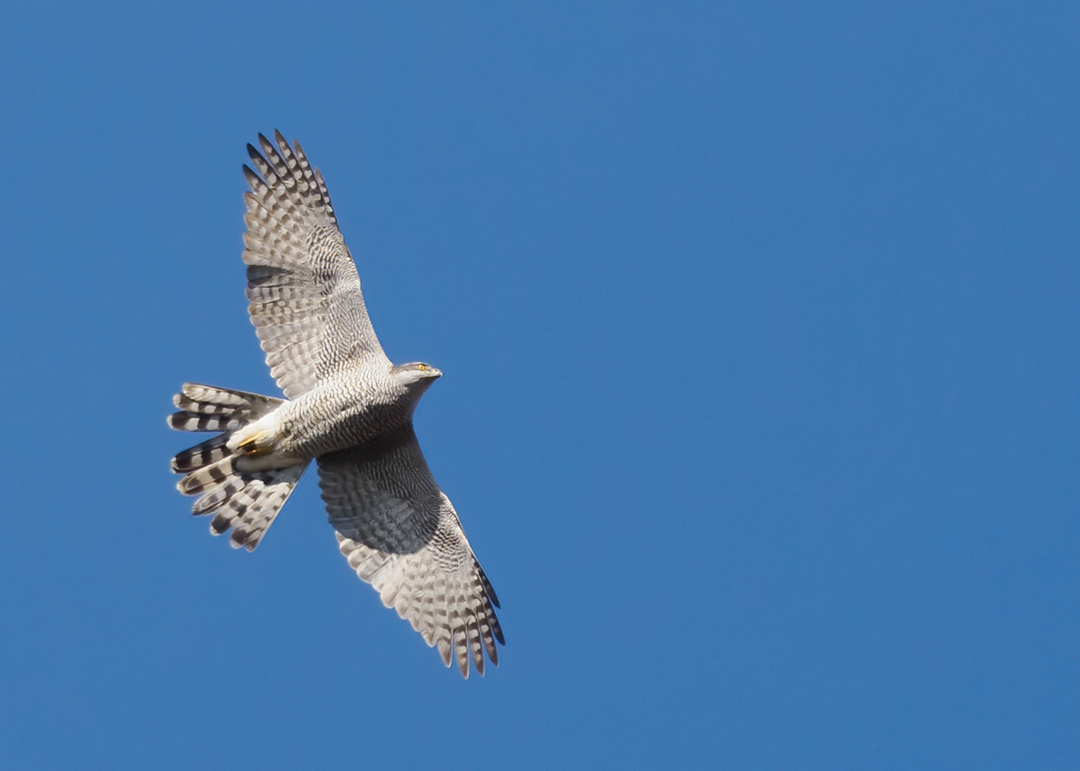Seasalter birder tweet media
