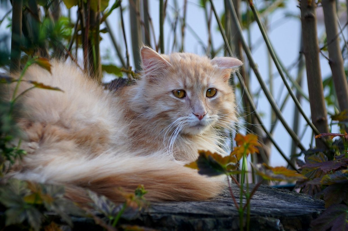 Wolfgang H. tweet media