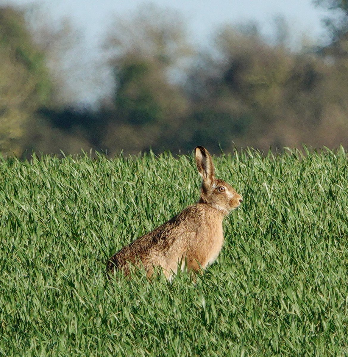 lyn lambert💙💛🇺🇦 tweet media