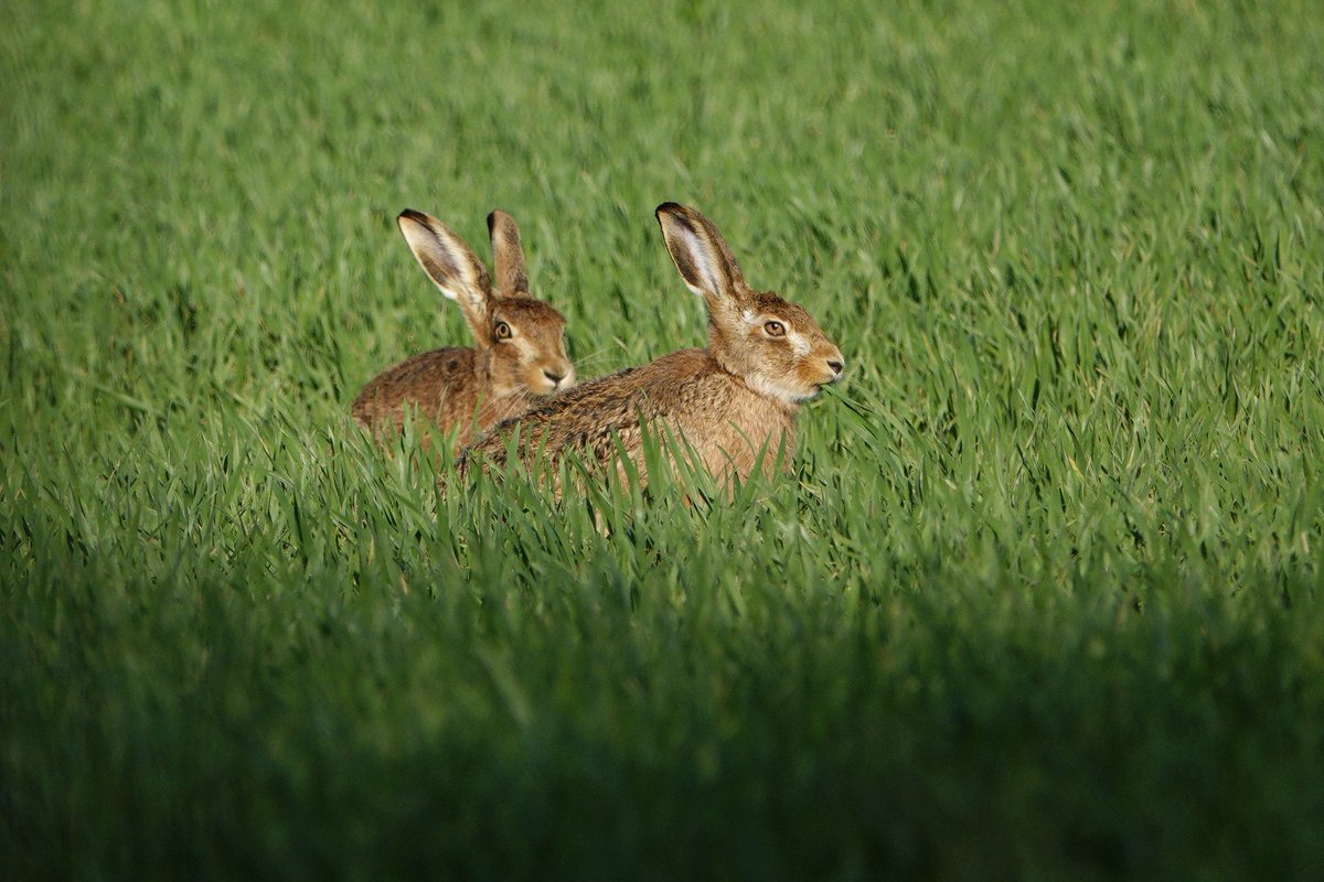 lyn lambert💙💛🇺🇦 tweet media