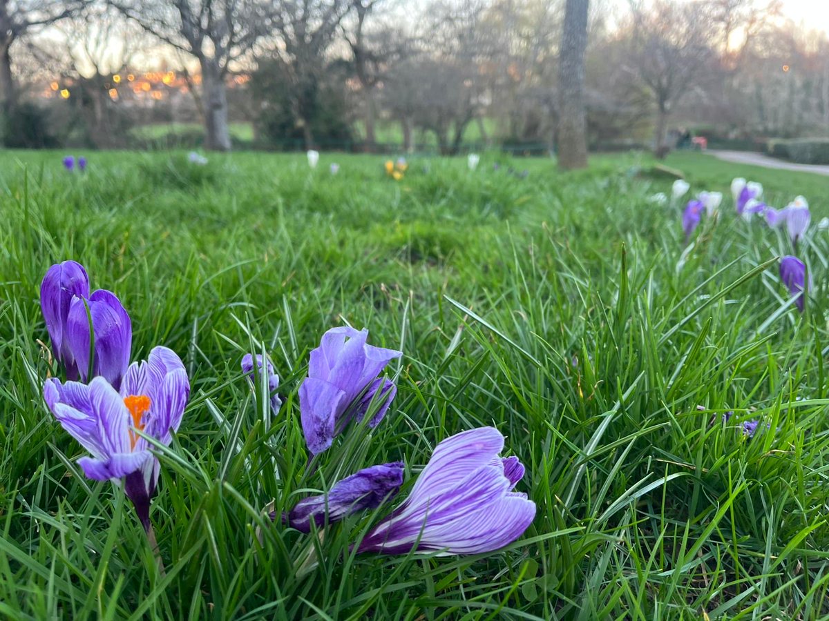 UsamaruDesign's tweet image. こんにちは(^-^)
久々に晴れて夕方の散歩。気づかないうちに春がいっぱい🤩

It’s meteorologically spring now, and the park feels it too.

#SpringInLondon
#MeteorologicalSpring #イマソラ