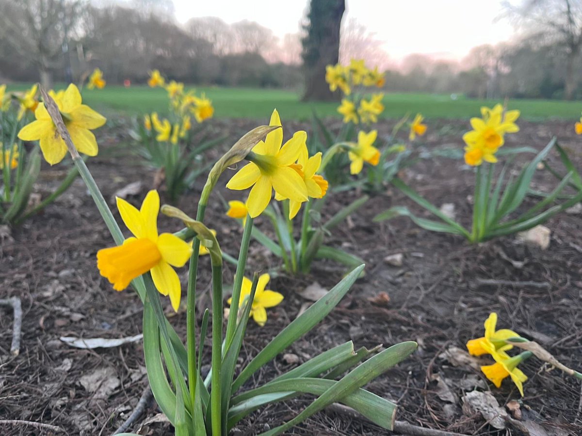 UsamaruDesign's tweet image. こんにちは(^-^)
久々に晴れて夕方の散歩。気づかないうちに春がいっぱい🤩

It’s meteorologically spring now, and the park feels it too.

#SpringInLondon
#MeteorologicalSpring #イマソラ