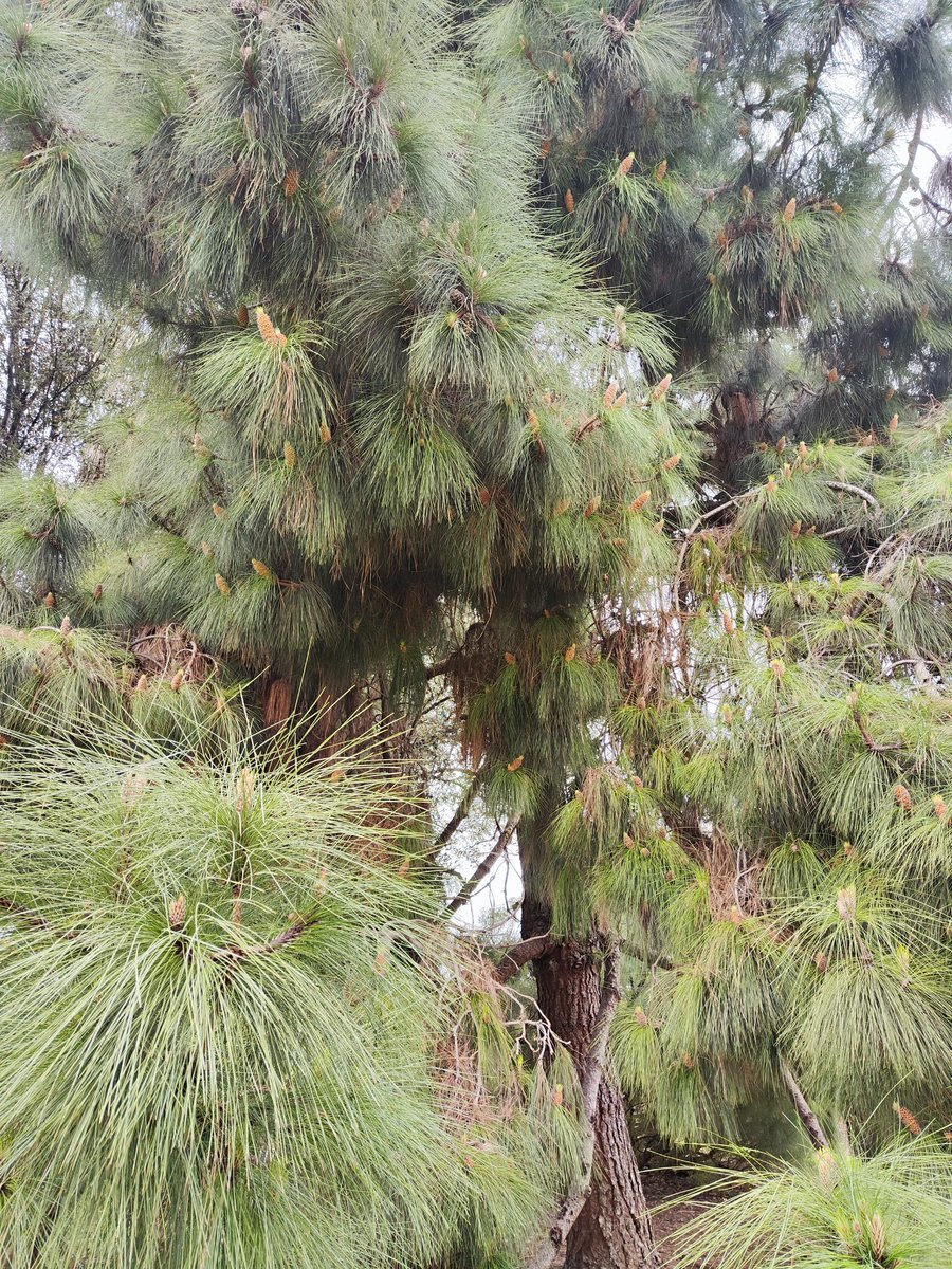 Alicia Giner tweet media