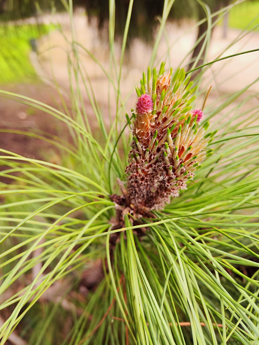 Alicia Giner tweet media