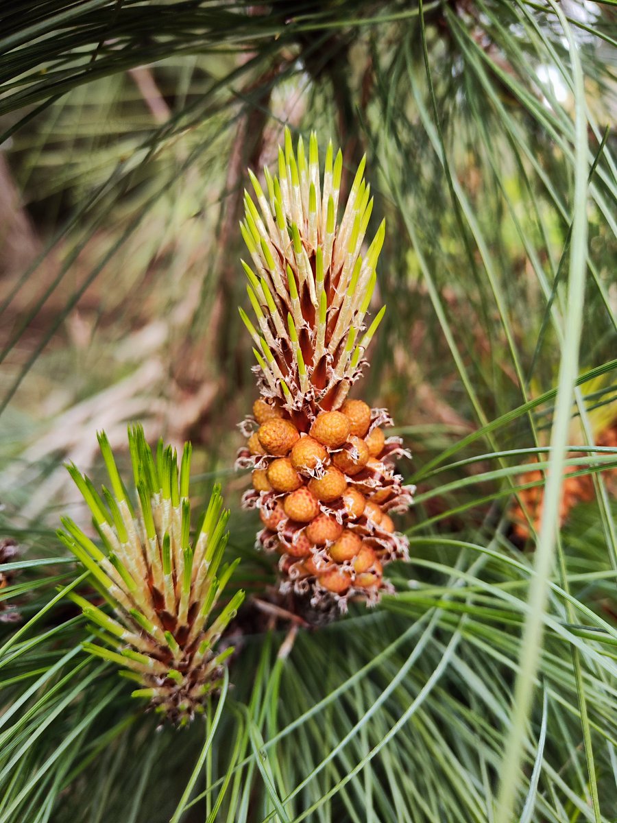 Alicia Giner tweet media