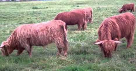 tourscotland's tweet image. As requested tonight a Tour #Scotland travel video Blog of #Highland #Cows eating near Glamis Castle on #ancestry, #genealogy, #history visit and small group trip to #Angus tour-scotland-photographs.blogspot.com/2011/08/tour-s…
