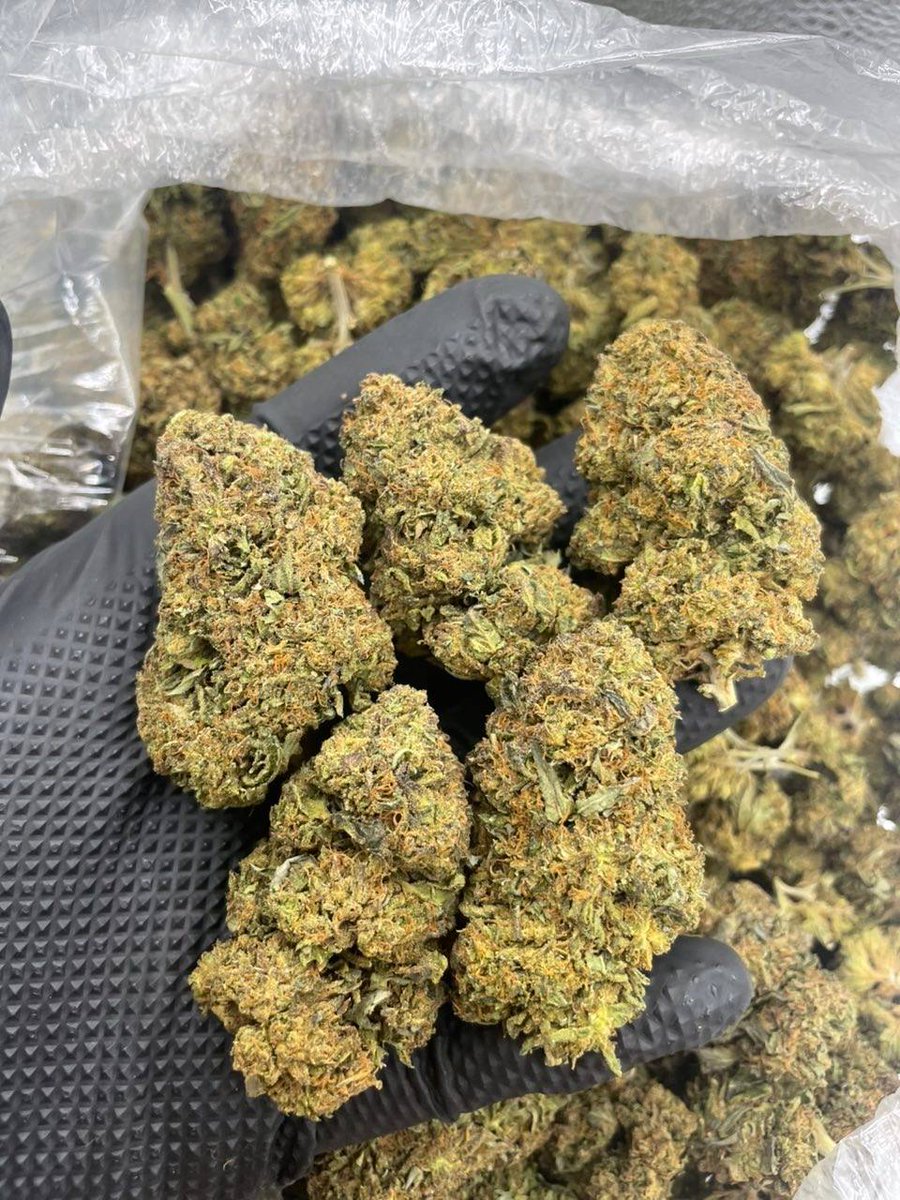 sincity seeds tweet media