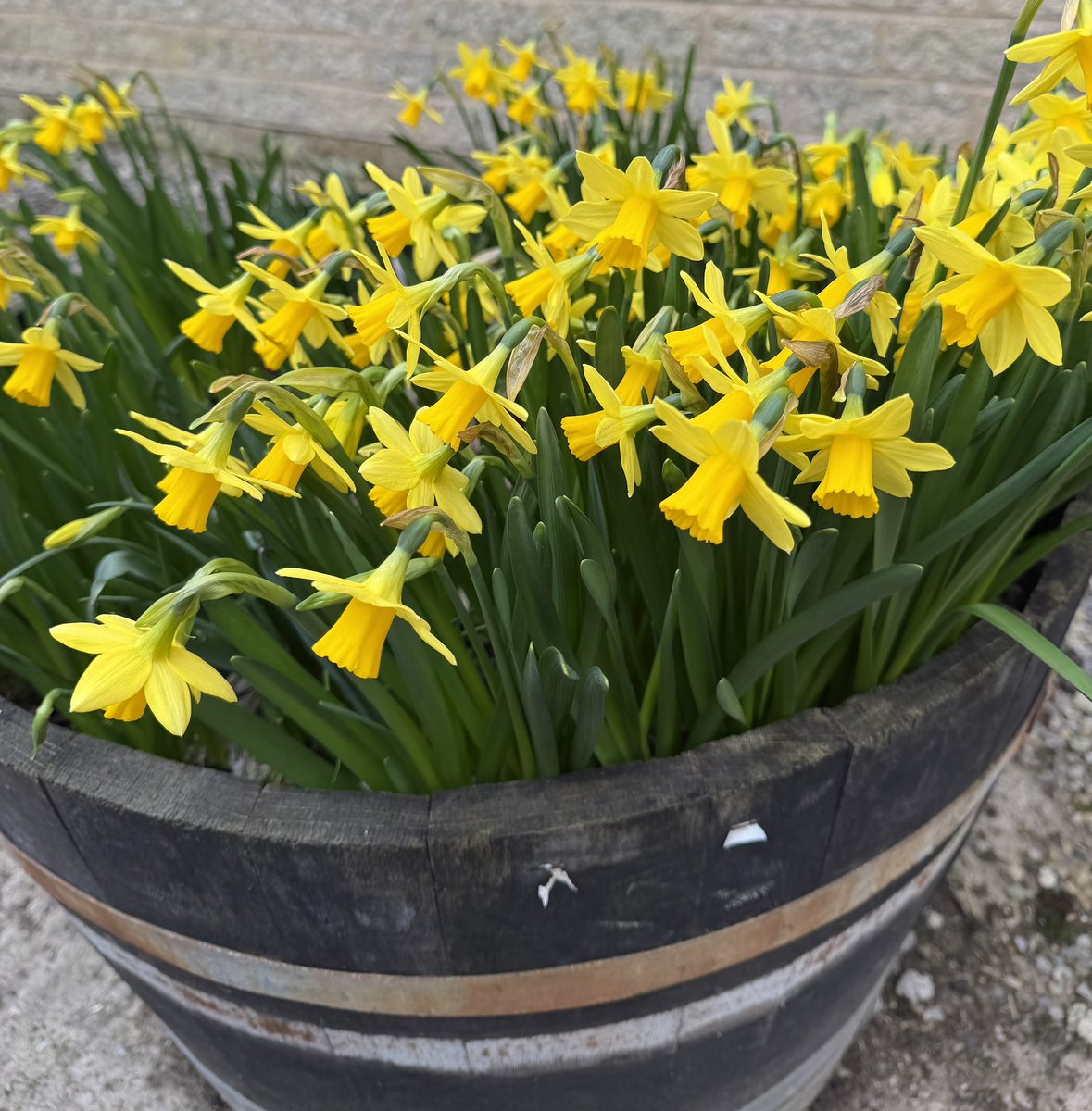 ThreadofGold1's tweet image. Some Welsh cakes cooking on the bake stone (a treat, yesterday, for St David’s day), and a timely display of daffodils. #BecauseOfClem #ThreadOfGold💛
 #SmallBeautiesHour