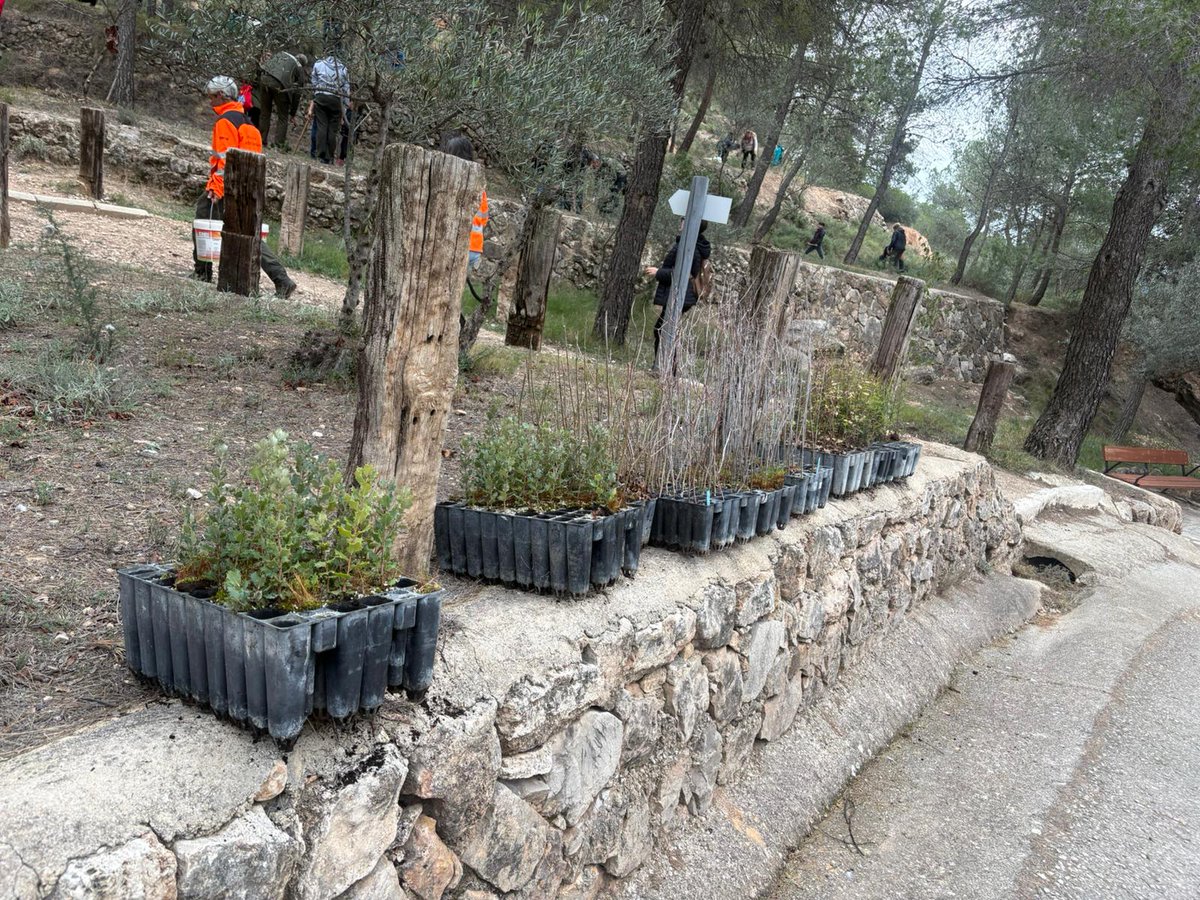 gprontoauxilio's tweet photo. Ayer domingo pasamos la mañana celebrando el día del Árbol. Seguro que los niños de #Ayora recuerdan este día en sus memorias. Agradecemos a  @AytoAyora y @GVAagricultura su implicación en esta actividad 
#Voluntarios https://t.co/e1ZzGHVX1X