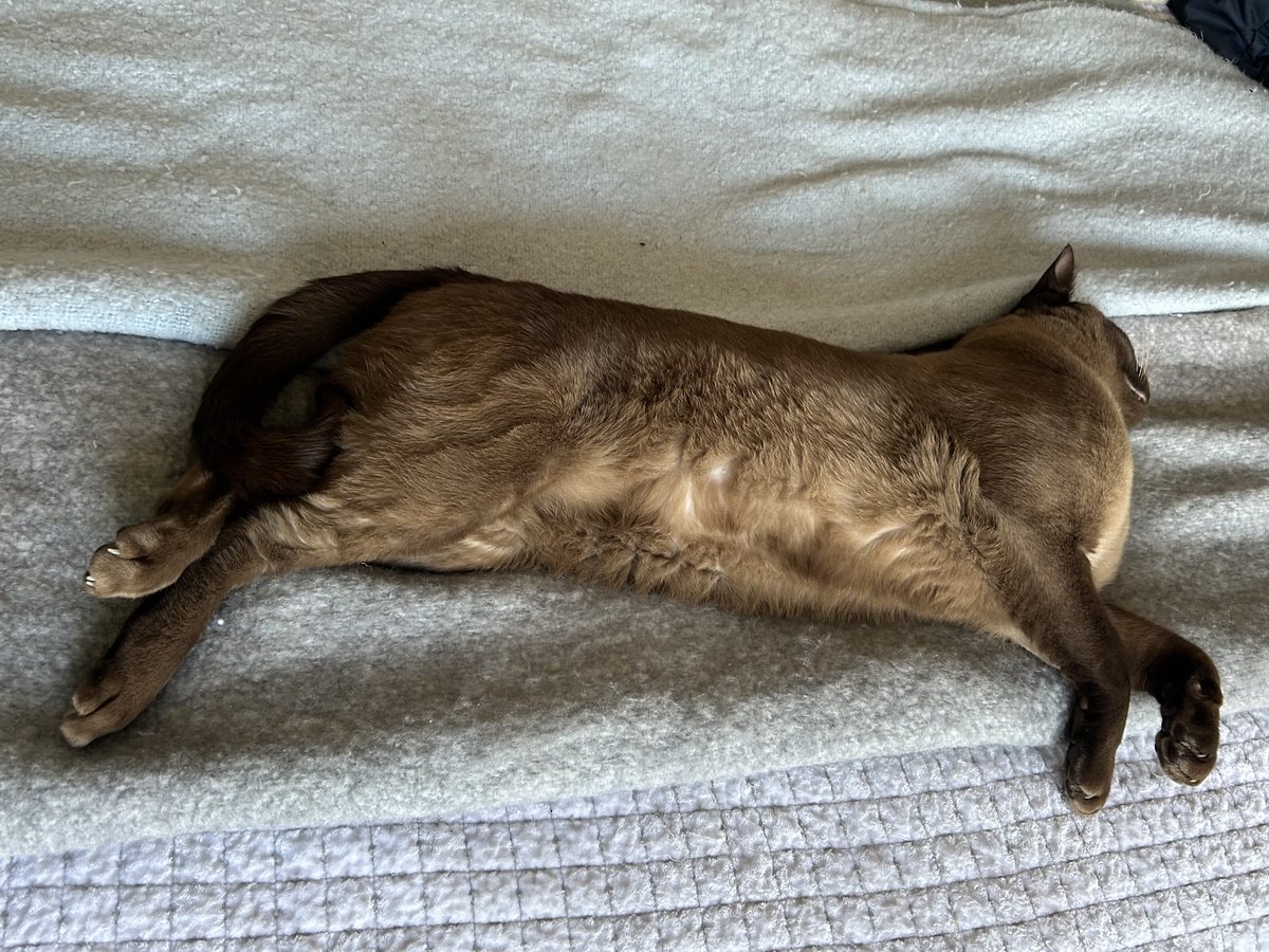 Flossie ❤️ Kringle tweet media