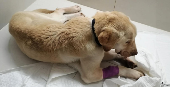 adopcje labradorów tweet media