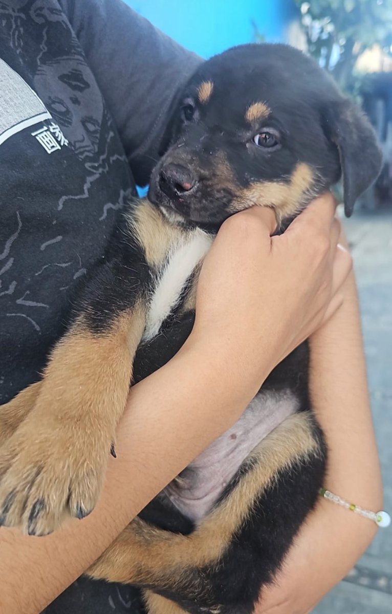 Firulais a salvo tweet media