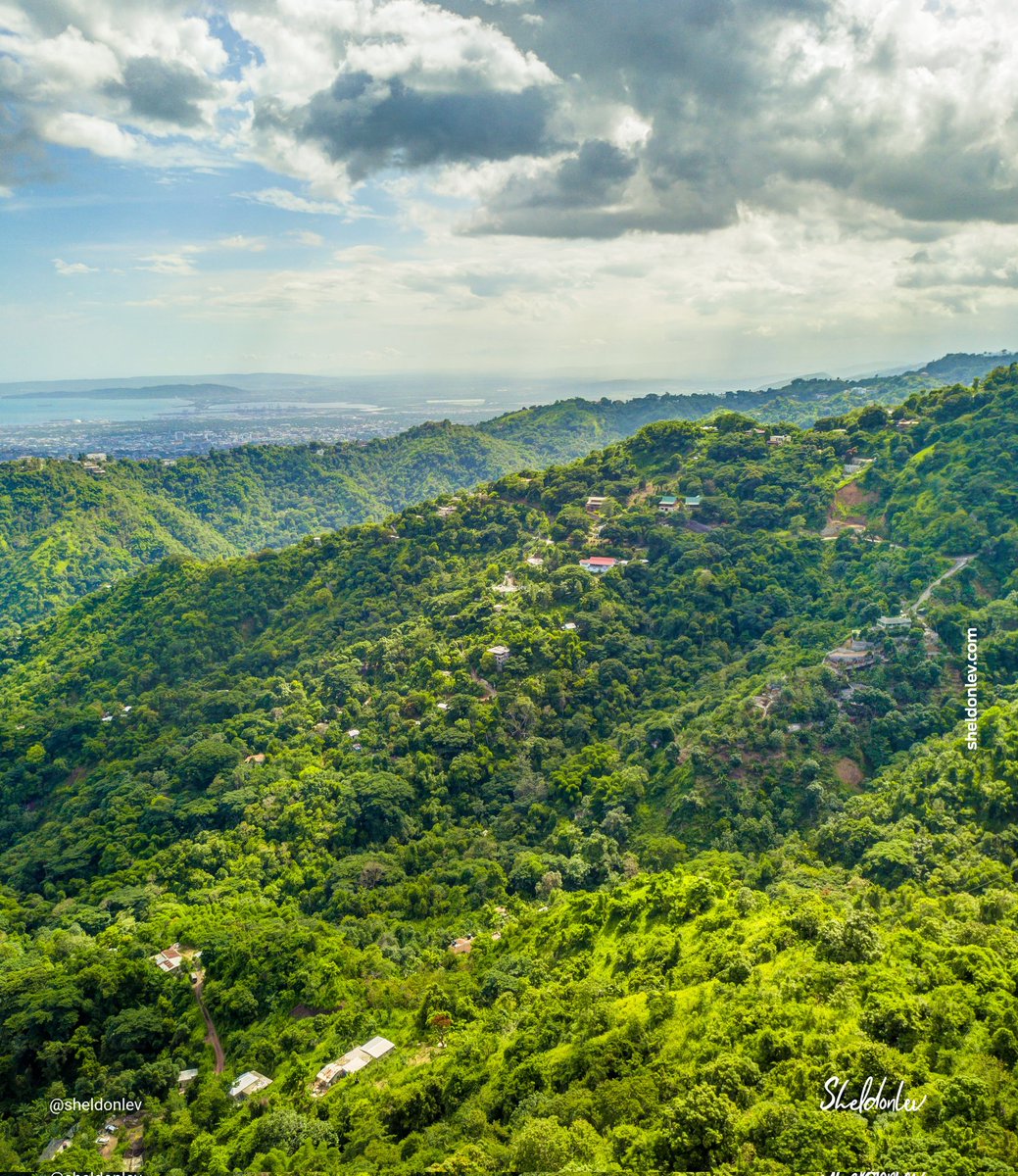 Sheldon Levene tweet media