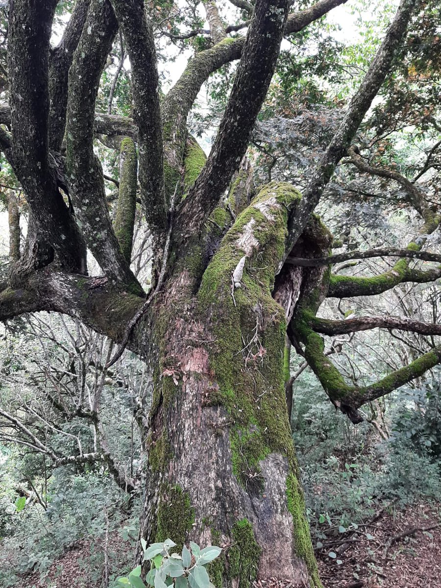 CAMHUILA's tweet photo. #NoticiasCAM 🗣️💚| Huilenses a postular árboles como ‘Patrimonio Natural’ 2026 👉🏻 https://t.co/UuPJnmlMqr
 
La CAM💚 lanzó una nueva convocatoria que busca reconocer a aquellas especies de la flora silvestre 🌳🌱🌴🌲por su importancia histórica, cultural y de la biodiversidad. https://t.co/fHpEgewB4n