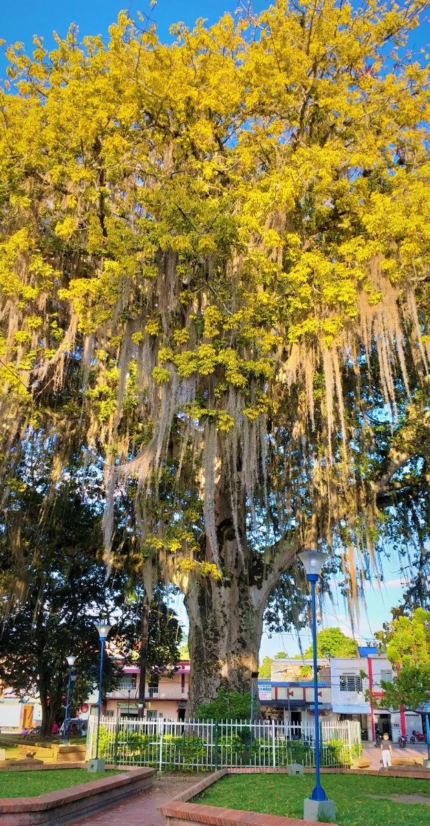 CAMHUILA's tweet photo. #NoticiasCAM 🗣️💚| Huilenses a postular árboles como ‘Patrimonio Natural’ 2026 👉🏻 https://t.co/UuPJnmlMqr
 
La CAM💚 lanzó una nueva convocatoria que busca reconocer a aquellas especies de la flora silvestre 🌳🌱🌴🌲por su importancia histórica, cultural y de la biodiversidad. https://t.co/fHpEgewB4n