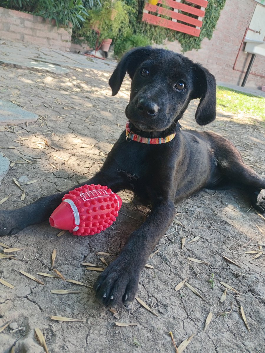 Bella azabache, en busca de un hogar 💕
<a href="/aaguvolpato/">agu </a>