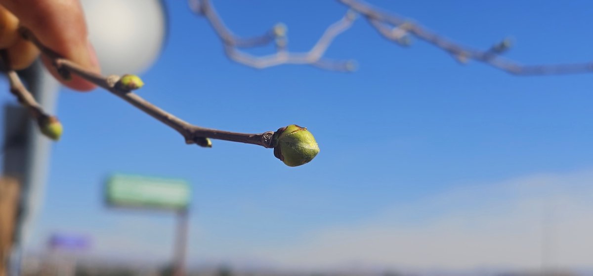 Whelp It's Official.
Spring time in the desert has SPRUNG!