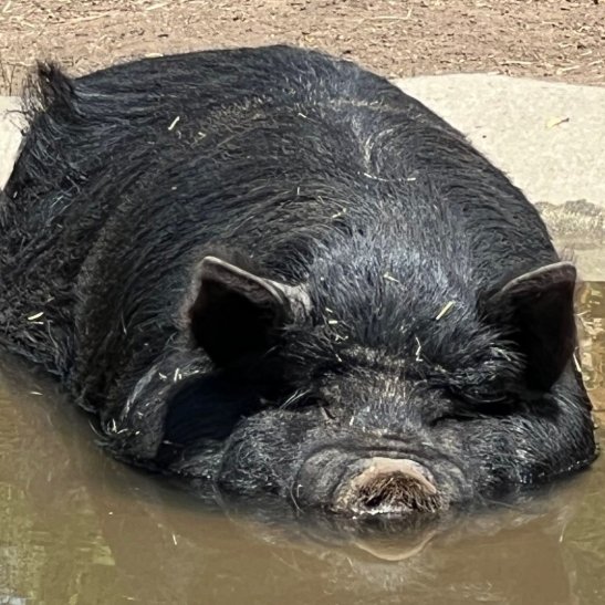 Pig of the Day 🐷 tweet media