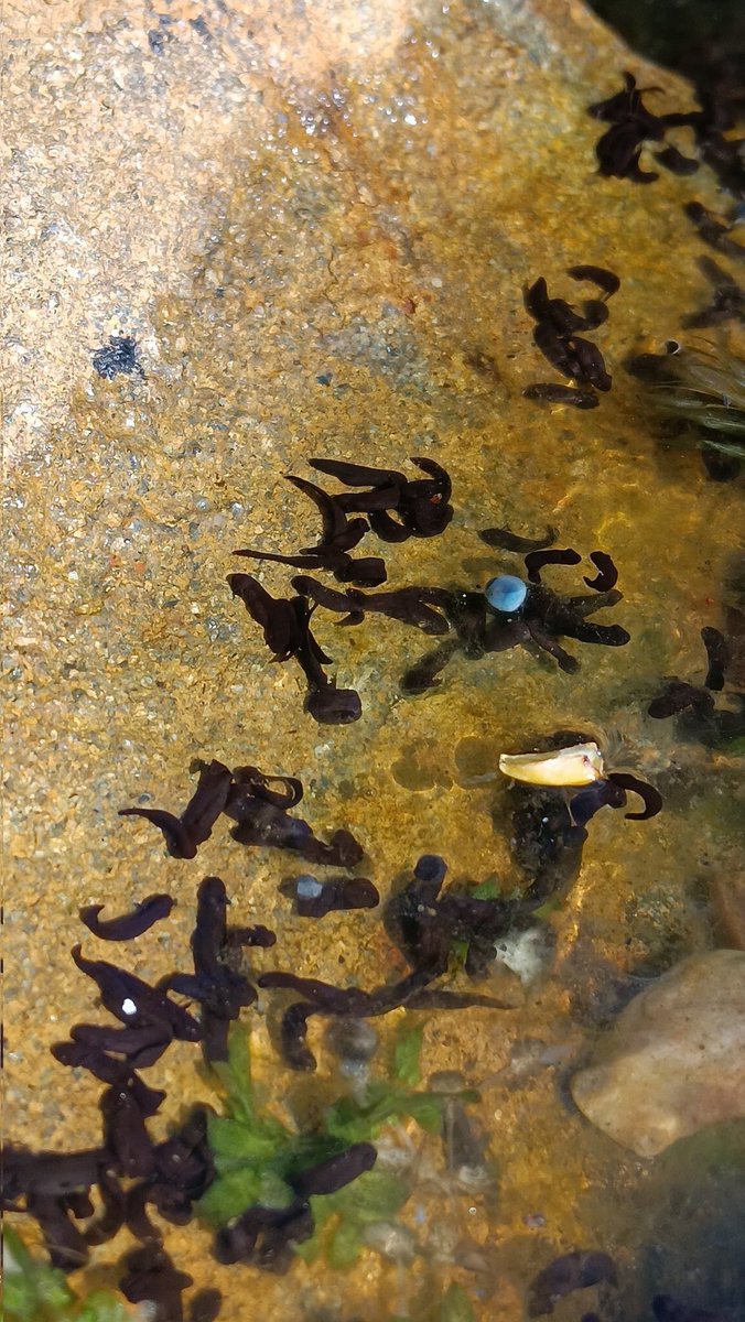 ametcalfe42's tweet photo. Signs of life #GardensHour pond #cardiff #frogspawn Some of the early clumps laid at the end of January have hatched already. So far, it's been a bumper year https://t.co/IpqwLpLqDY