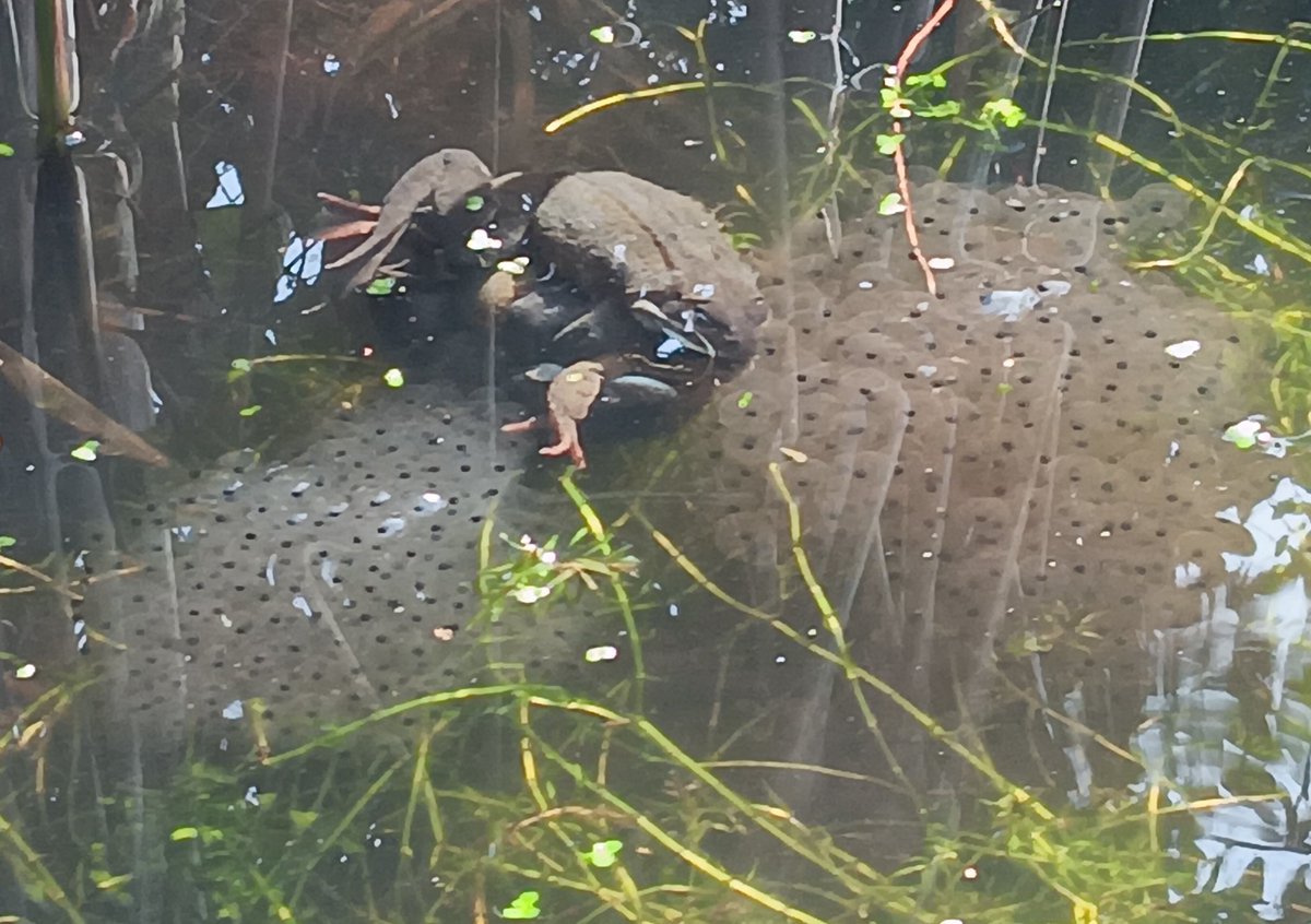 ametcalfe42's tweet photo. Signs of life #GardensHour pond #cardiff #frogspawn Some of the early clumps laid at the end of January have hatched already. So far, it's been a bumper year https://t.co/IpqwLpLqDY