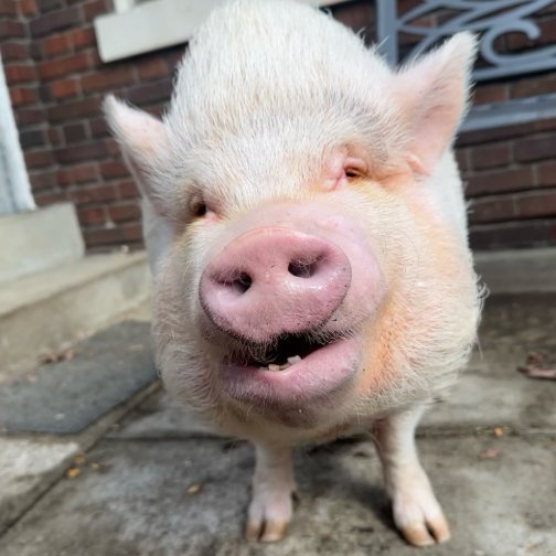 Pig of the Day 🐷 tweet media