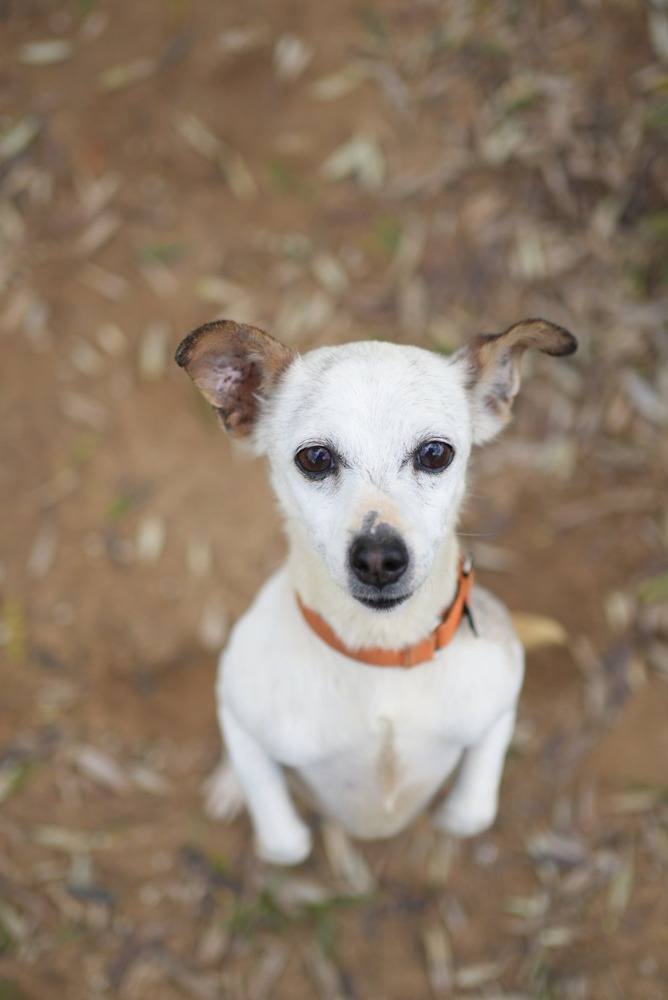 SosAbuelos1's tweet photo. #HUELVA
Esta carilla tan simpática es de la chiquitina de 2,5 kg y 8 años #CANELI.
Una perrita tan divertida y cuca como parece 🥰. Maravillosa y sociable con otros perretes.
Es inexplicable que una cosita tan canija siga aún en el refugio sin que nadie se interese en adoptarla. ¡Tenemos que cambiar eso!
Si estás interesado/a... Puede viajar
Contacto: asociacioncasadepostas@gmail.com