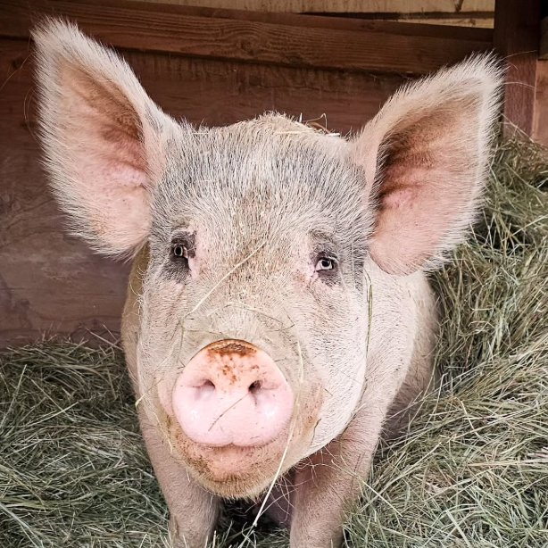 Pig of the Day 🐷 tweet media