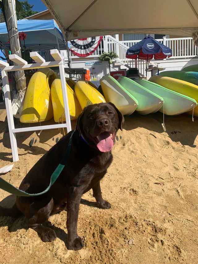 NaswaResort's tweet photo. Furry friends welcome! 
Bring your pup for lakeside fun &amp; pet-friendly amenities. Have you stayed with us with your dog? Share a Pic! 

#NASWAResort #VisitNH #TravelGoals #DogfriendlyHotels https://t.co/7Ufvyz5Khv