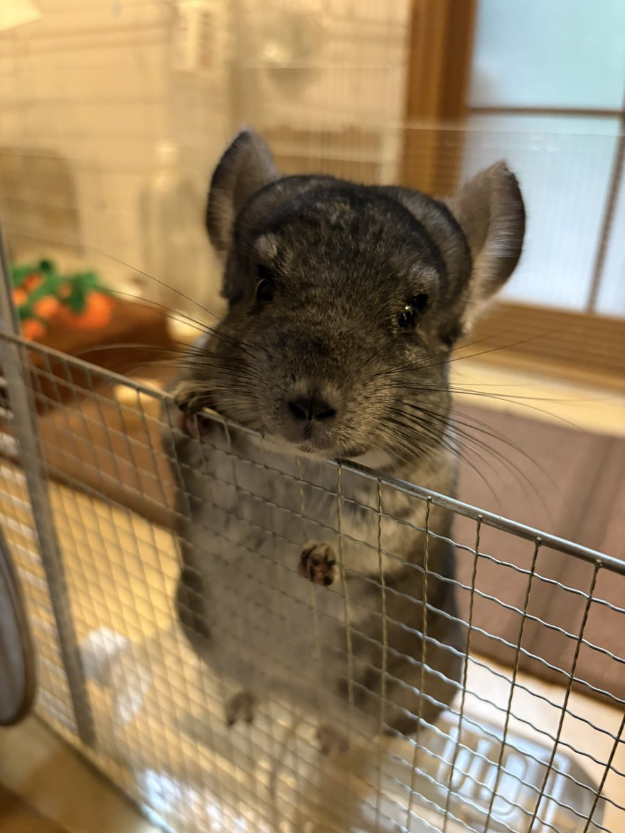 おはようございます！ #チンチラ