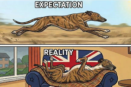 qu1ncey's tweet photo. #k9hour
Please consider adopting an ex racer. Bonus points if you #adopt a black dog. Rescues across the UK have lots of greyhounds waiting for their forever families ๐
https://t.co/XOlUUMGm84
#rescuedogs #rescue #dogsofX #dogtwitter https://t.co/8i6qqMiggm