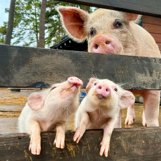 Pig of the Day 🐷 tweet media