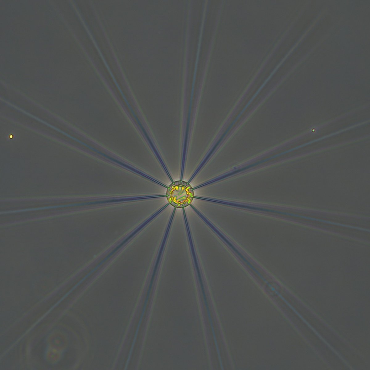 Bigelow Laboratory tweet media