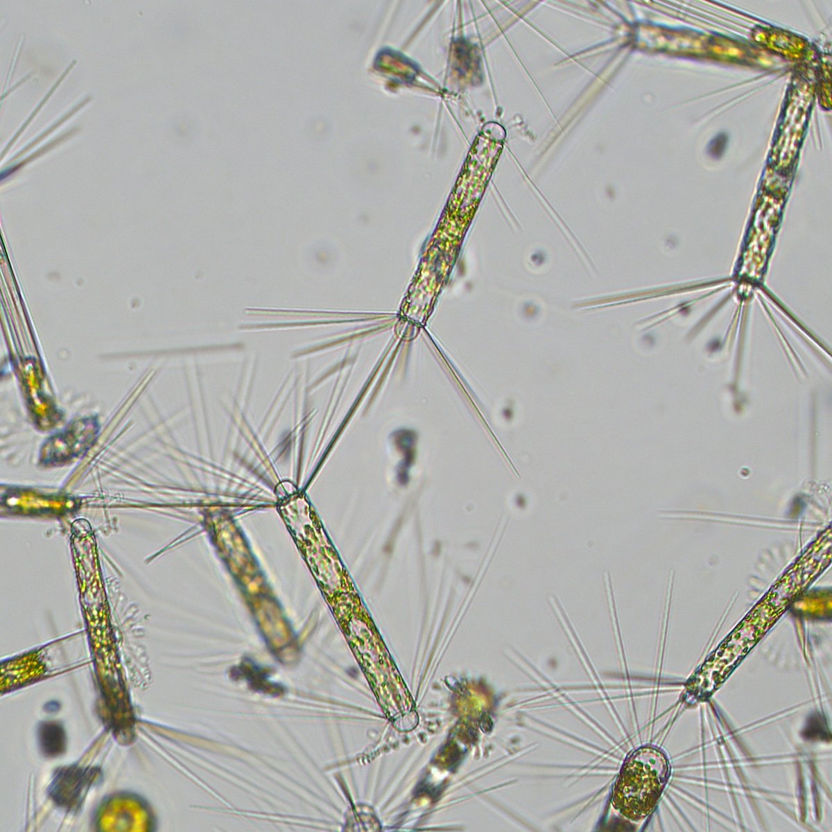 Bigelow Laboratory tweet media