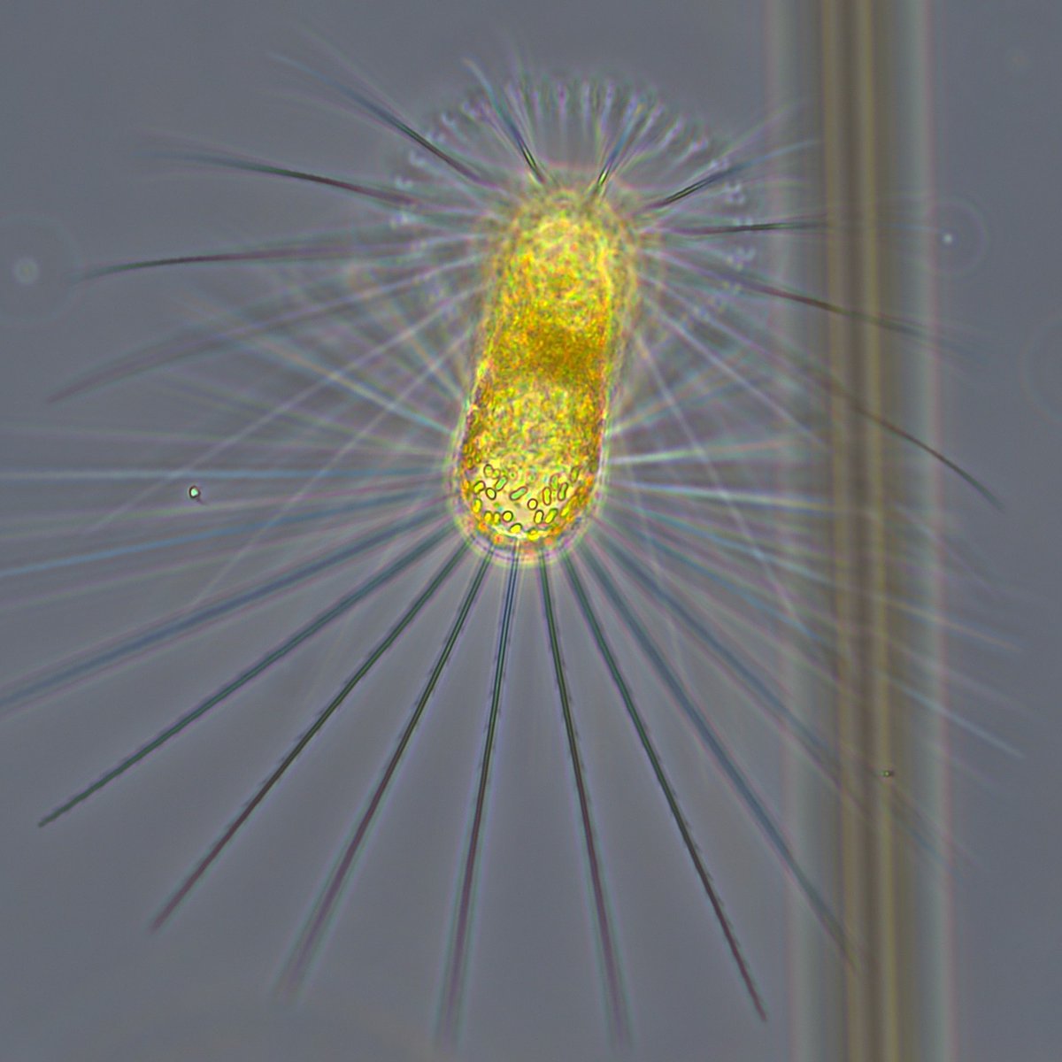 Bigelow Laboratory tweet media