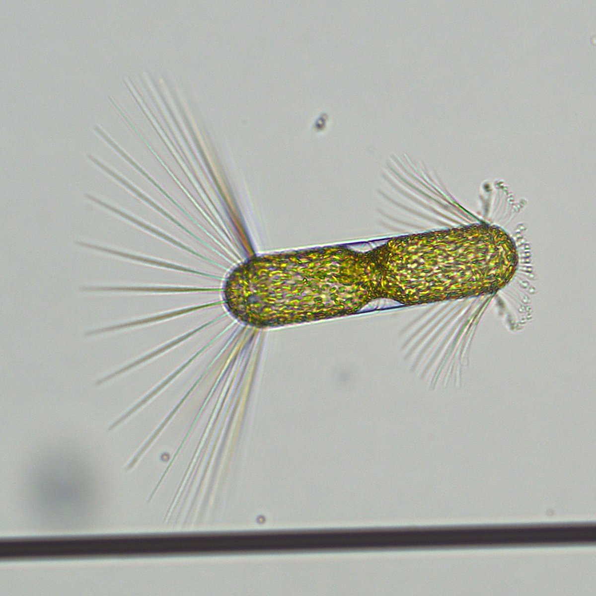 Bigelow Laboratory tweet media