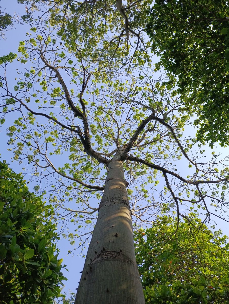 LexKozta's tweet photo. 8AM 
#Foto #fotografia #fotonaturaleza #FotografiaNatural #arboles #cielo #Mañanas #jardinbotanico https://t.co/FomMplo7OW