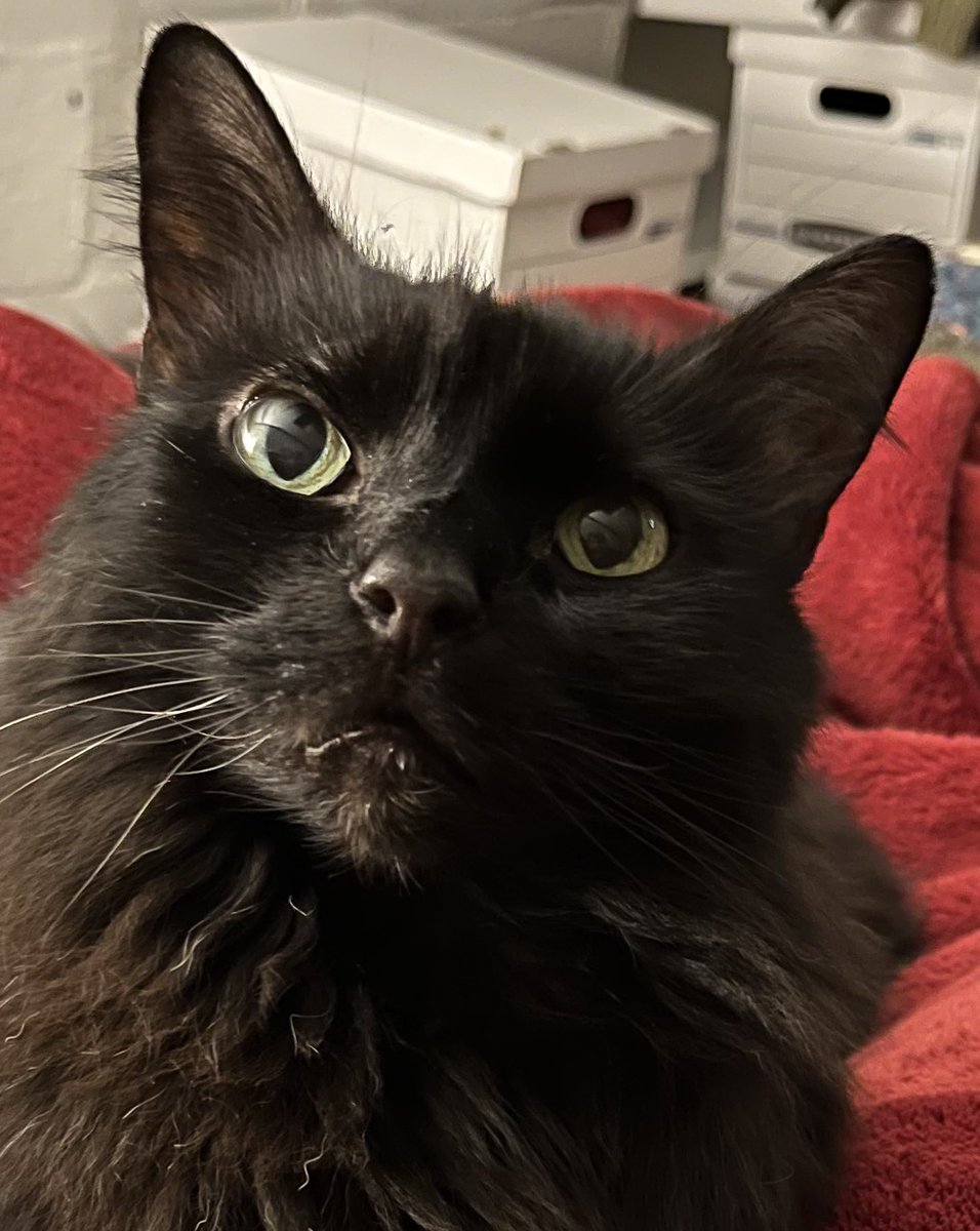 McGonagallcat's tweet image. I just heard it’s #InternationalCatRescueDay. I rescued my human &amp;amp; gave her the black🐈‍⬛ she always dreamed of. Hope all my rescue pals are enjoying their day &amp;amp; getting extra treats. *Mum, I’ll have a PurrPop as my treat.*
Ciarán 🐾
#CatsofTwitter #ambassacats #SuperSeniorCatsClub