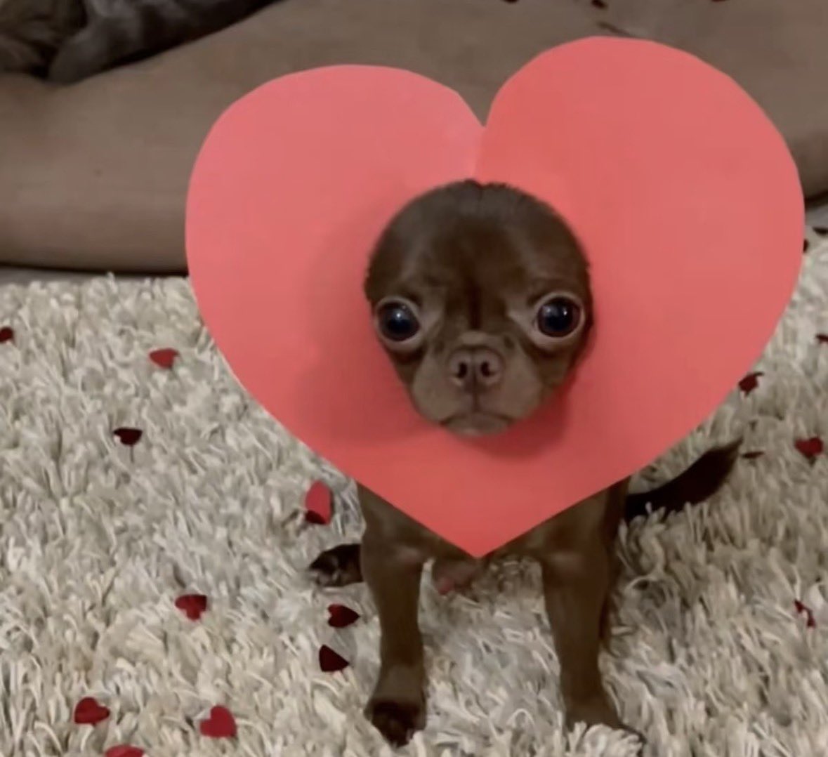 💖 (@twaniimals) on Twitter photo 