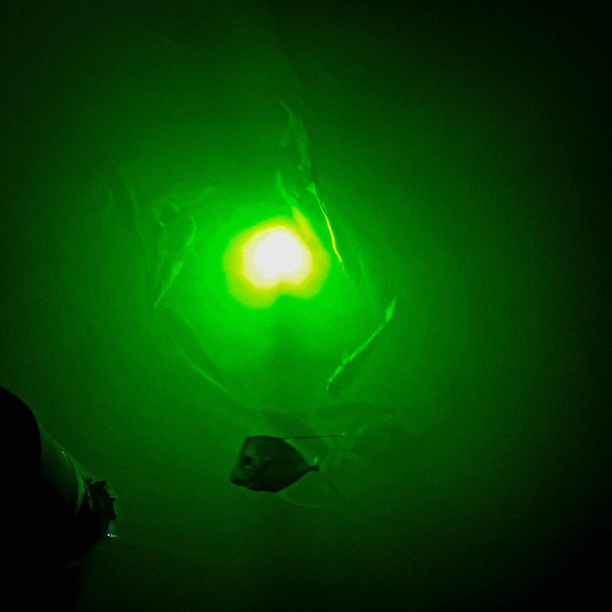 When the sun goes down, the action lights up! Watch as baitfish gather, predators move in, and your dock transforms into a living underwater show. Our Vibrant Green systems creates the perfect glow to attract marine life, turning calm water into nonstop movement and excitement!