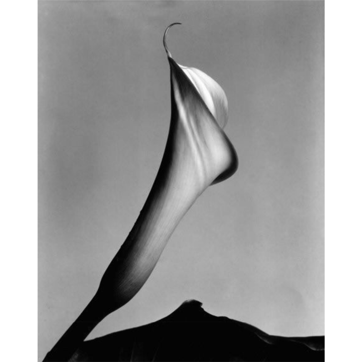 Gallery 270 tweet media