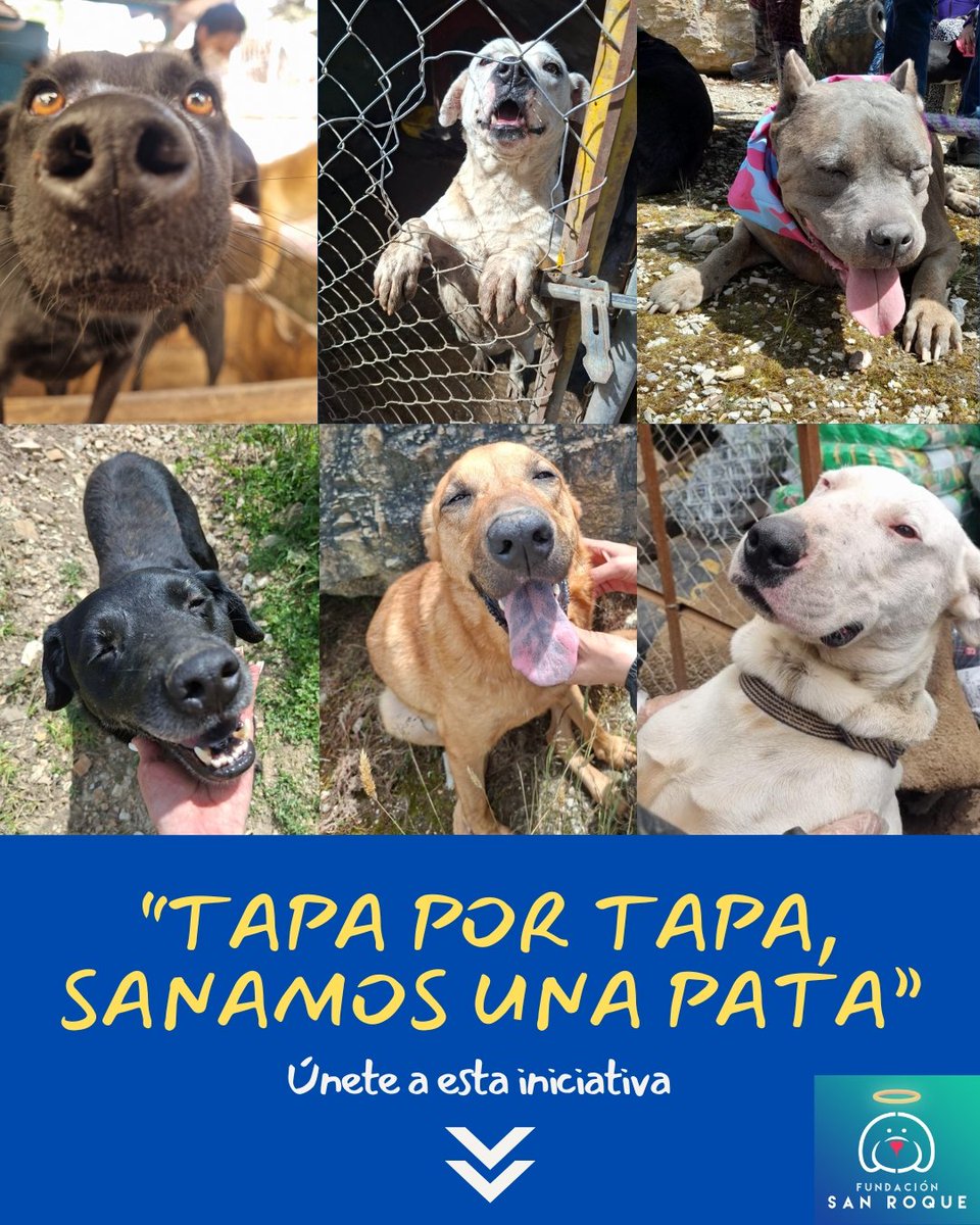FundacionLucila's tweet photo. 🏢🏫 ¡Atención colegios, empresas y conjuntos residenciales! ¿Quieren reciclar con un verdadero propósito? 🐾

♻️En la Fundación San Roque  estamos buscando aliados estratégicos que quieran transformar su gestión de residuos en esperanza. Únanse a nuestro proyecto ambiental y social "Tapa por Pata".

Tu institución puede ser un punto de recolección oficial. Nosotros ponemos la caneca (diseñada, compacta y con código QR de trazabilidad) y ustedes ponen la solidaridad.

¿Qué ganan al unirse?
✅ Fortalecen sus proyectos ambientales (PRAE) o de Responsabilidad Social (RSE).
✅ Fomentan la cultura ciudadana y la empatía en su comunidad.
✅ Ayudan a garantizar el alimento y la salud de más de 250 perros rescatados.

Demostremos que cuidar el planeta y proteger la vida van de la mano.

👇🏼¿Quieres que tu empresa, colegio o conjunto sea el próximo?
Escríbenos por mensaje directo (DM) o deja la palabra "ALIADO" en los comentarios y te enviaremos nuestra propuesta formal.

¡Etiqueta en los comentarios a ese rector, administrador o gerente que sabes que diría que SÍ a esta iniciativa!"

Tapa por tapa, sanamos una pata". 🐶💙

#TapaPorPata #FundacionSanRoque #ReciclajeConProposito #bogotádc