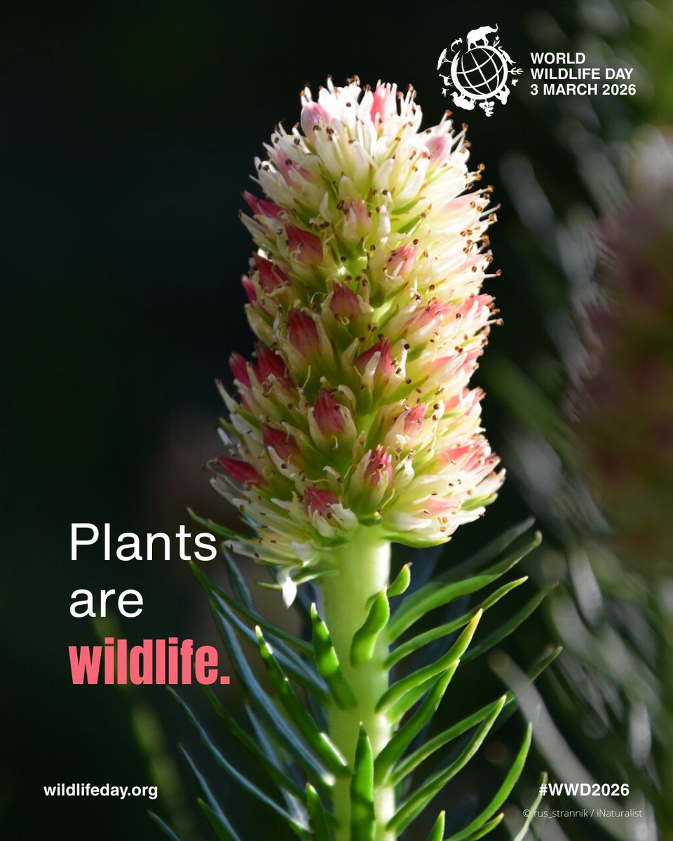 UNEP_CEP's tweet photo. Plants Are Wildlife. 🌿
On World Wildlife Day, we’re celebrating the plants that nourish, heal, and protect our Caribbean ecosystems.
Let’s continue safeguarding these vital species through regional action and community awareness.
#WorldWildlifeDay #CaribbeanBiodiversity #SPAW https://t.co/RLQ6l1B0K1