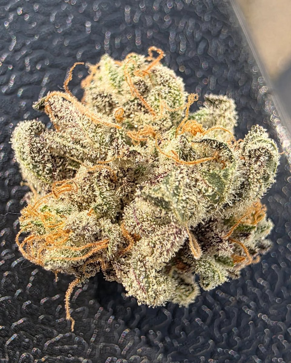 garden_of_slim's tweet photo. GMO x Schnappy Diesel- Sylvia pheno. She shines and sparkles her way to the top of my headstash. As potent as she looks and even stinker. She continues to impress on each run. #cannabis #ganja #goodbud #homegrown https://t.co/OAymN9snw2