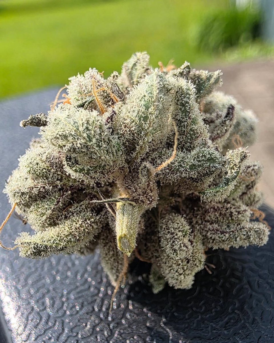garden_of_slim's tweet photo. GMO x Schnappy Diesel- Sylvia pheno. She shines and sparkles her way to the top of my headstash. As potent as she looks and even stinker. She continues to impress on each run. #cannabis #ganja #goodbud #homegrown https://t.co/OAymN9snw2